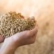 Hands holding bunch of fodder for calfs, livestock feed_