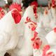 How to Make Broiler Chickens Grow Faster _ Nature's Best